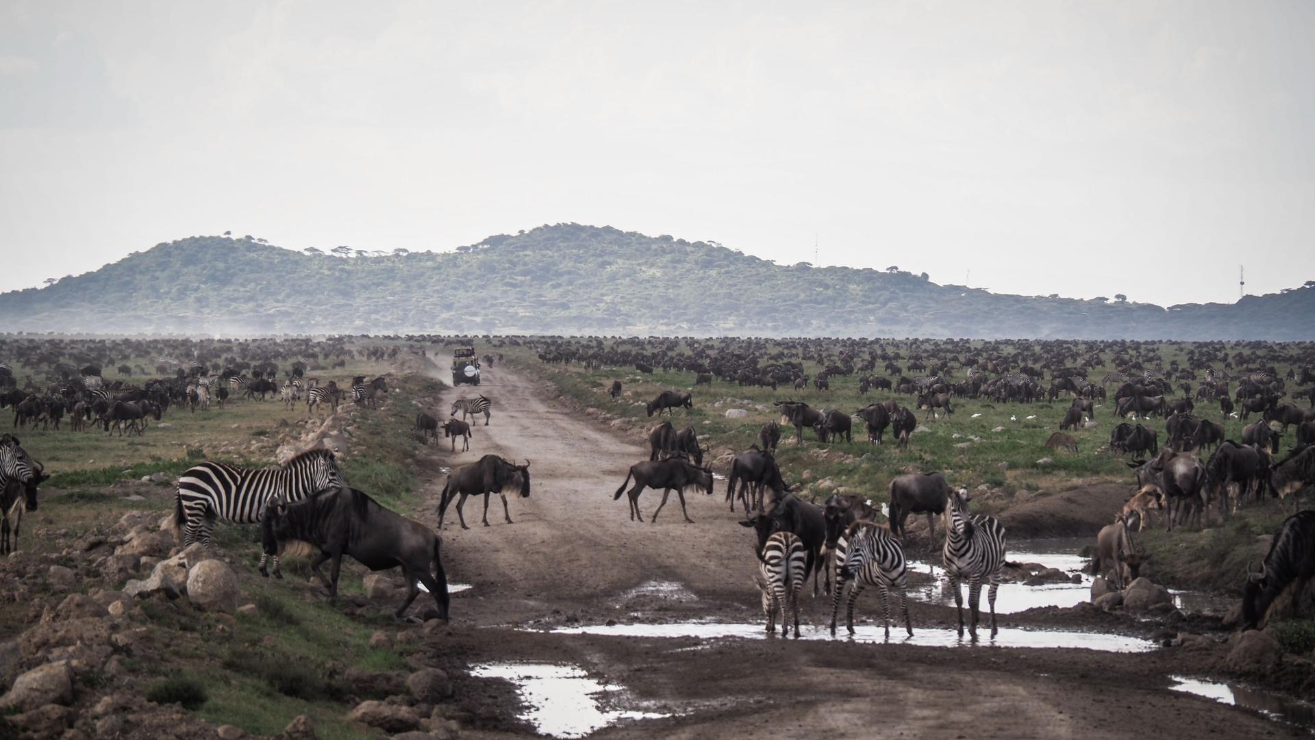 The great migration of wildebeests and zebras in the Serengeti National Park in Tanzania