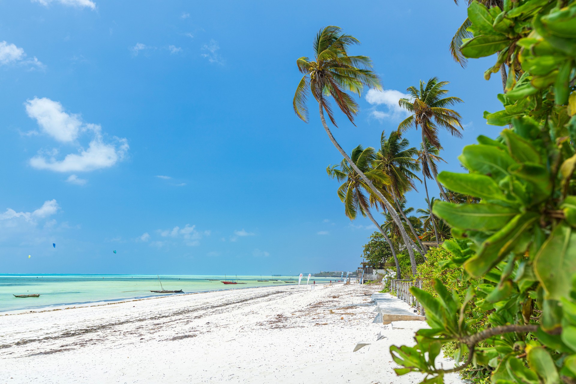 Palm tree on white sand beach
