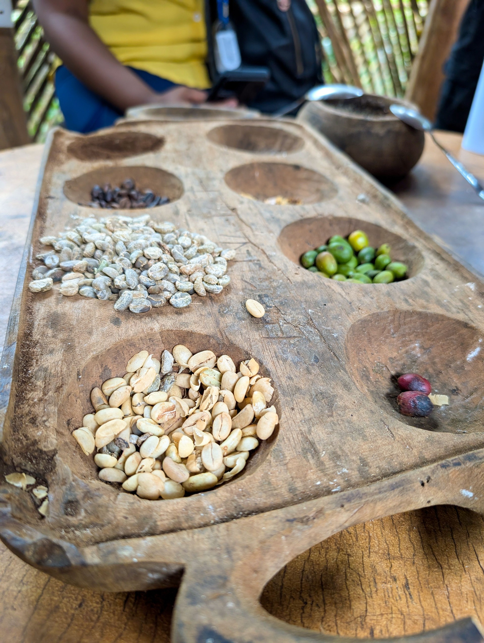 Coffee beans ranging from green to roasted, arranged on weathered wooden surface during coffee production tour in Materuni, tanzania, highlighting transformation stages