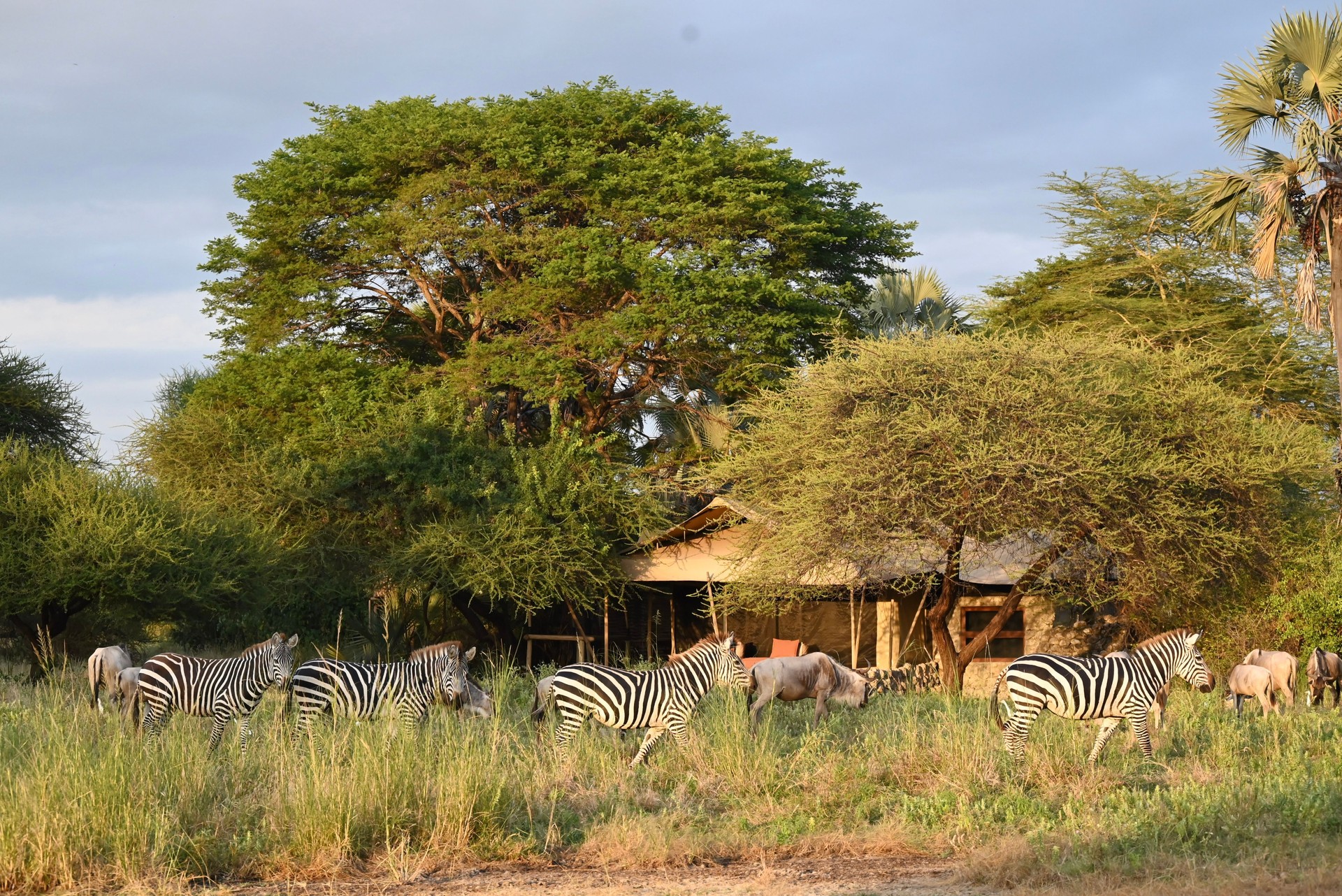 Safari tents at a luxury lodge in Tanzania with zebras in the foreground