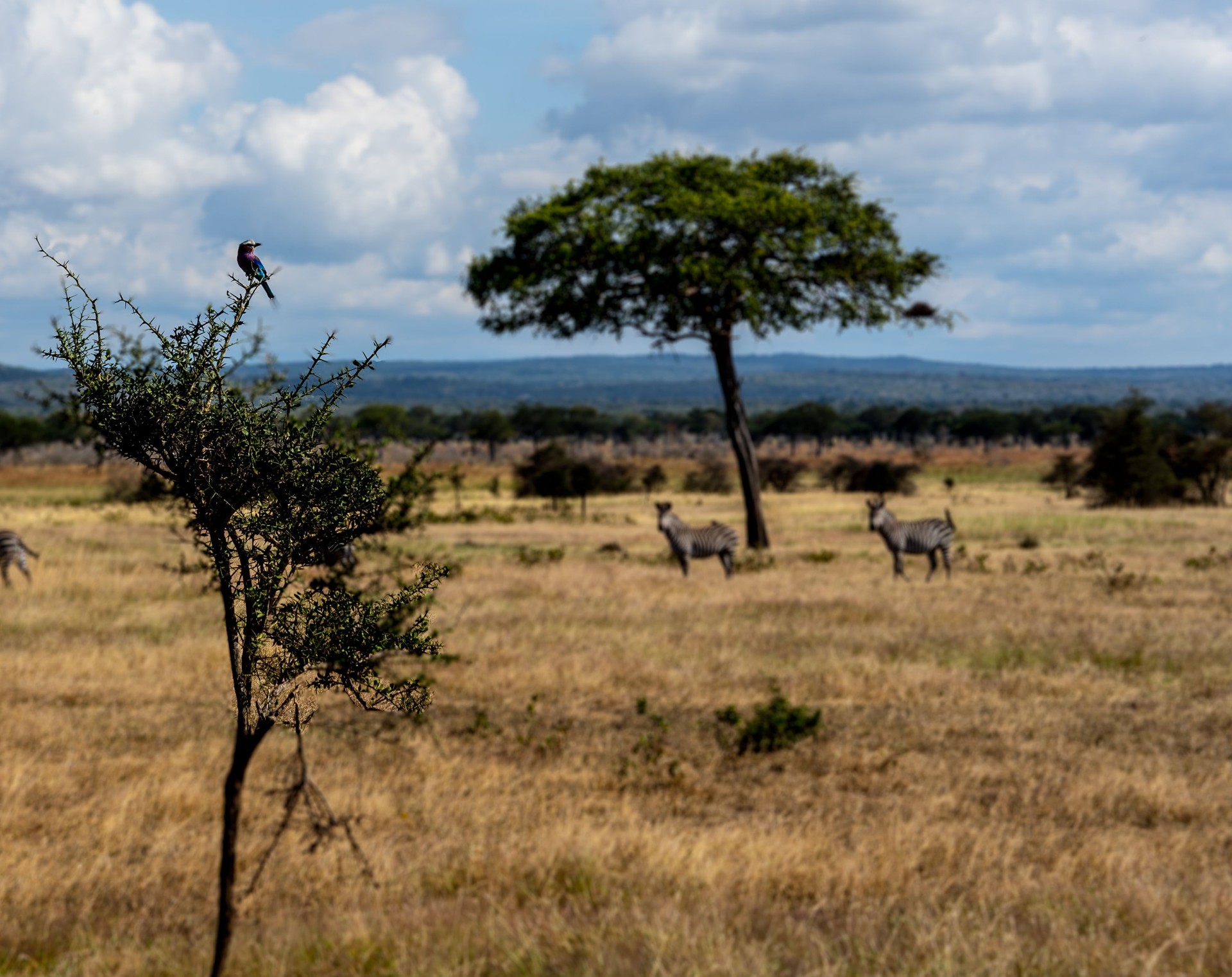 Safari in Tanzania – Majestic Lions, Elephants, Giraffes, and More in Their Natural Habitat