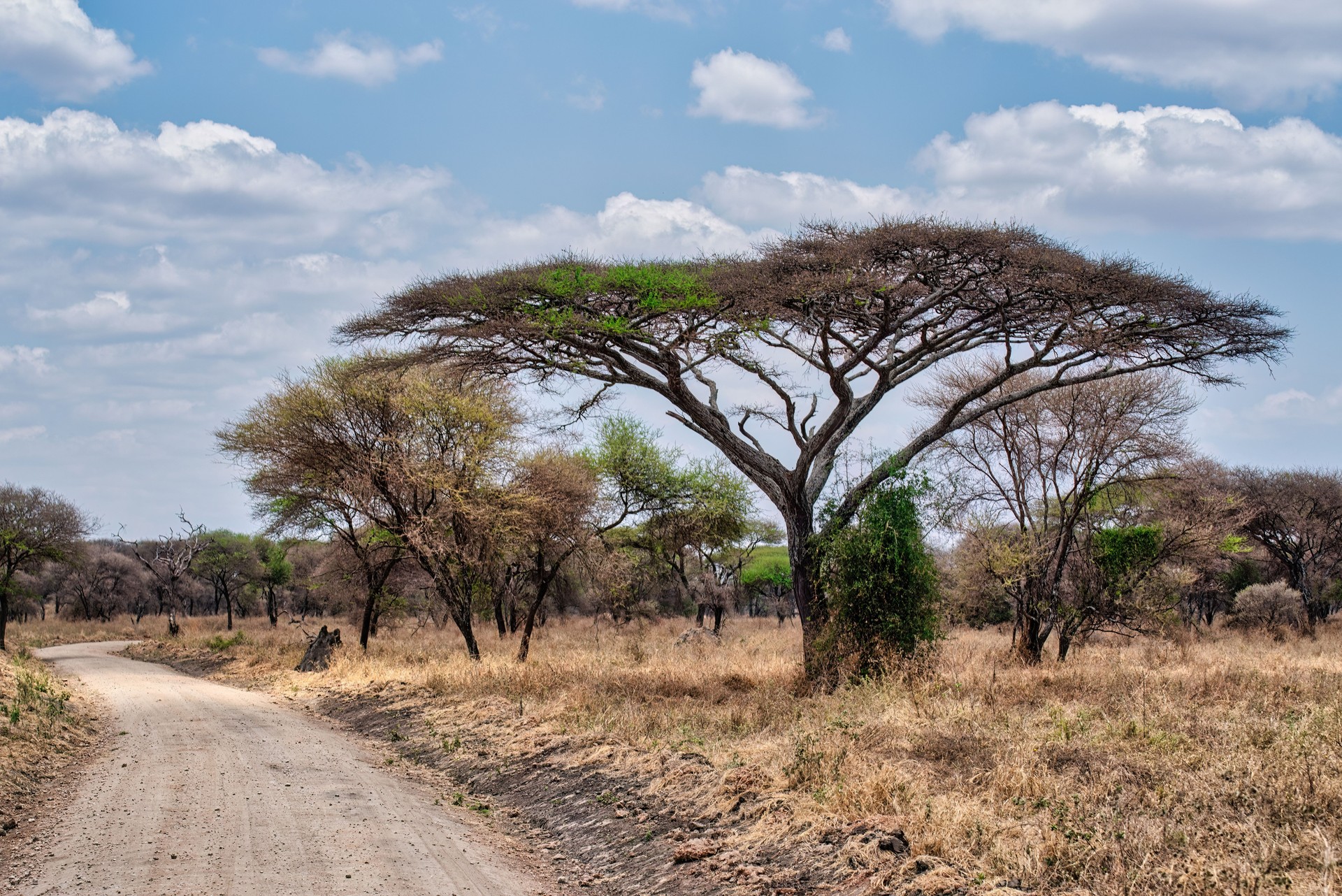 Dirt road curving through Tarangire National Park, Tanzania, passing acacia trees and golden grasslands beneath overcast skies
