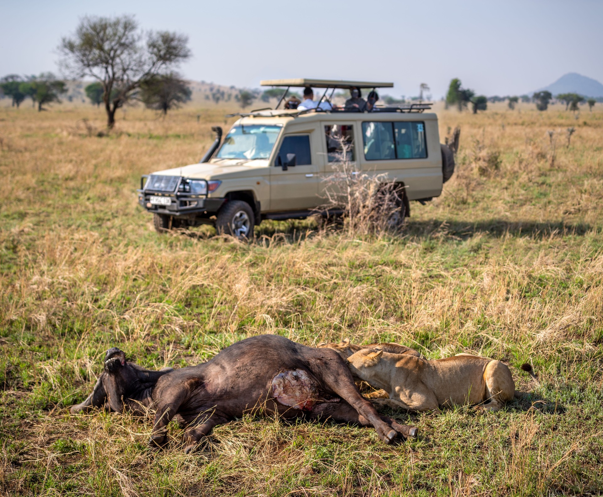 Lioness Feeding Near Safari Vehicle in Serengeti