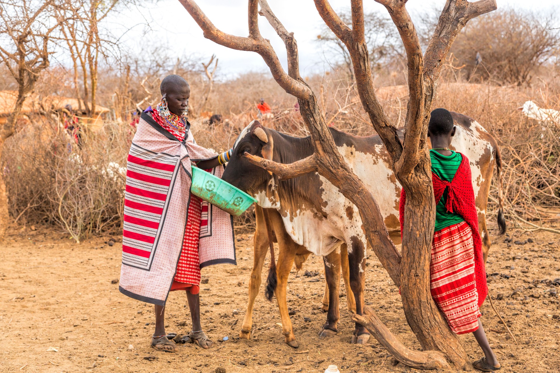 Maasai woman giving extra food to starving zebu cow, Kenya.