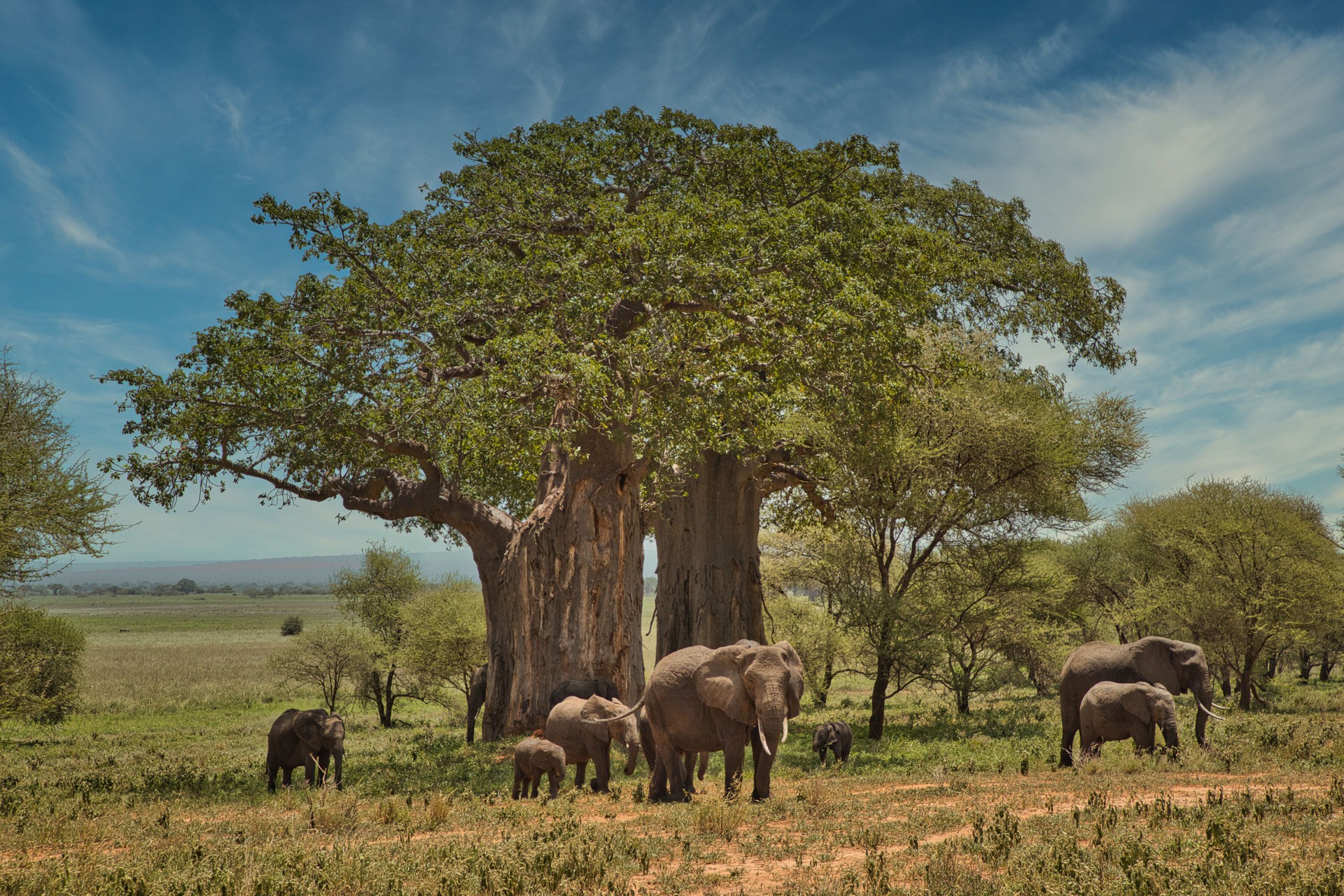 Baobab tree with elephants in African landscape
